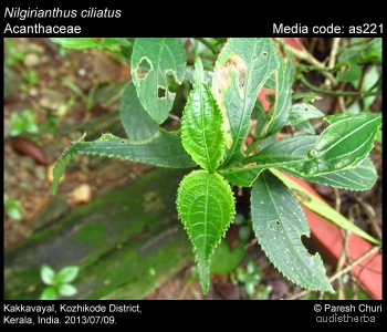 Nilgirianthus ciliatus leaf1.jpg